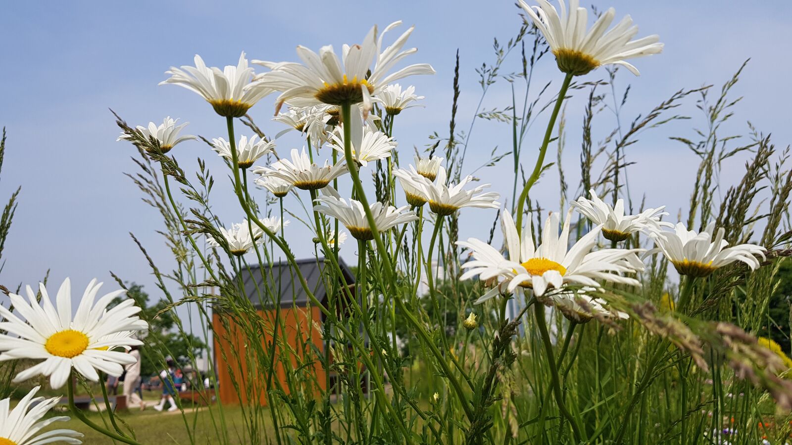 Samsung Galaxy S8 sample photo. Daisy, flowers, nature photography