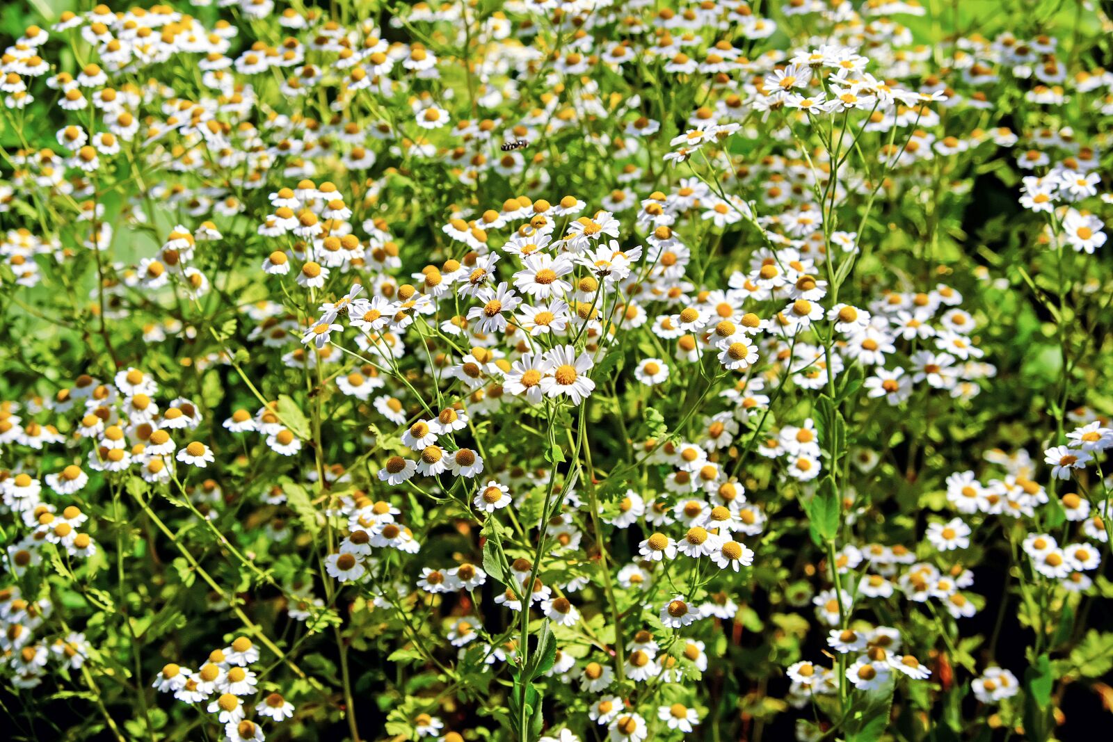 Fujifilm X-T10 sample photo. Chamomile, ornamental camomile, flowers photography