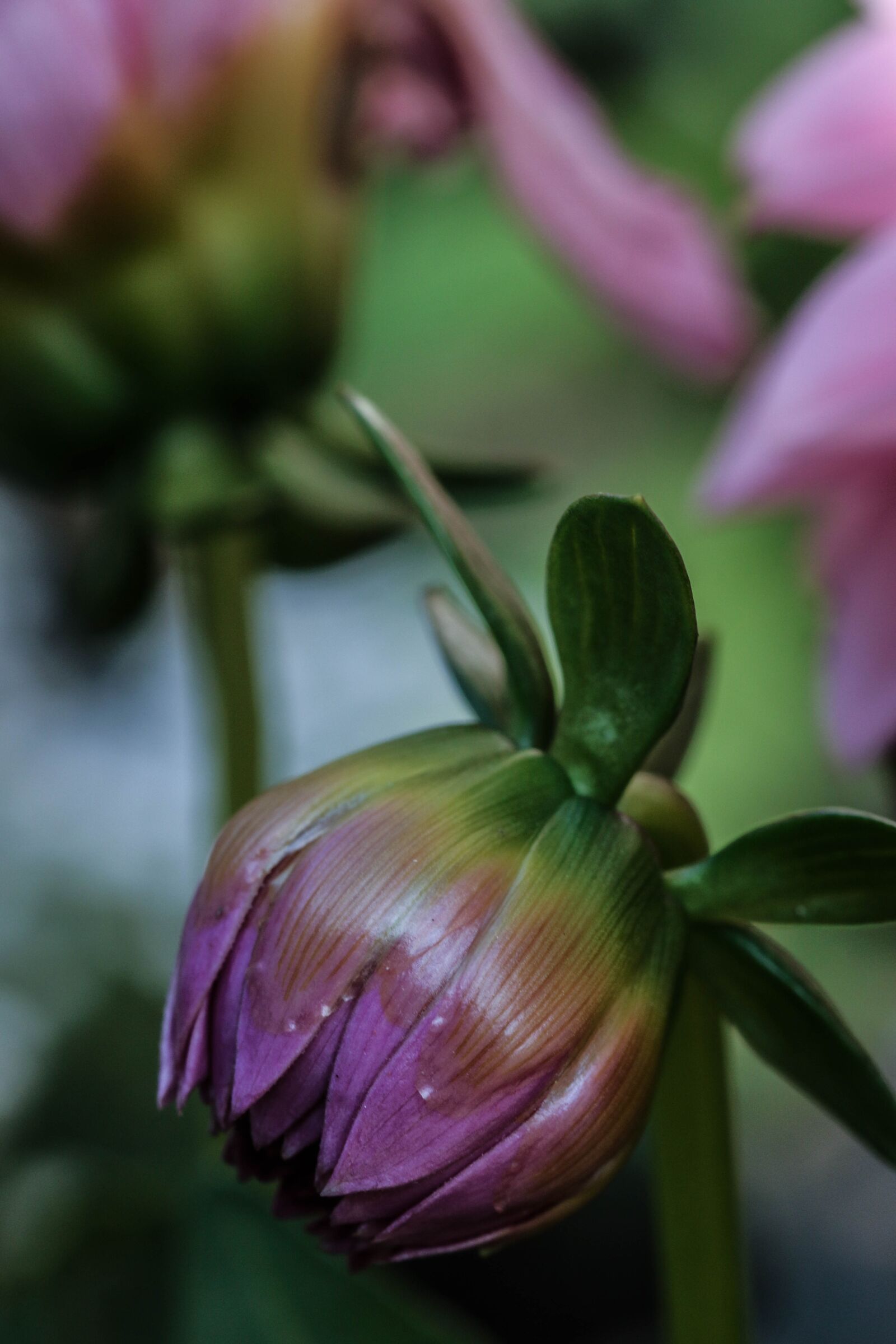 Canon EOS 7D Mark II sample photo. Bud, flower, garden flower photography