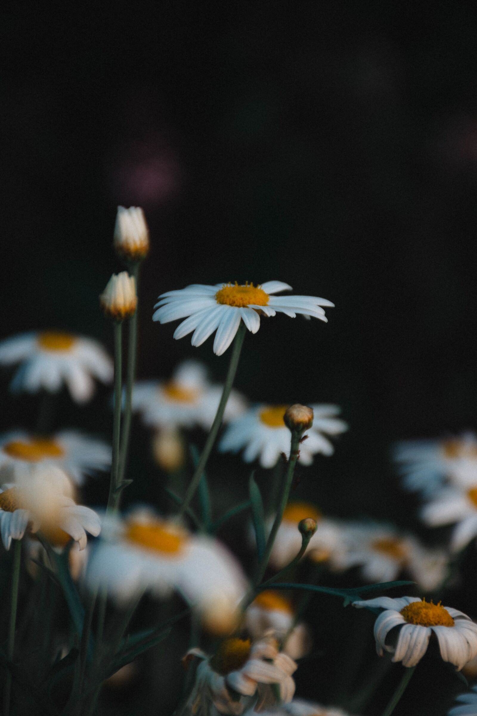 Nikon D7200 sample photo. Plant, shrub, flower photography