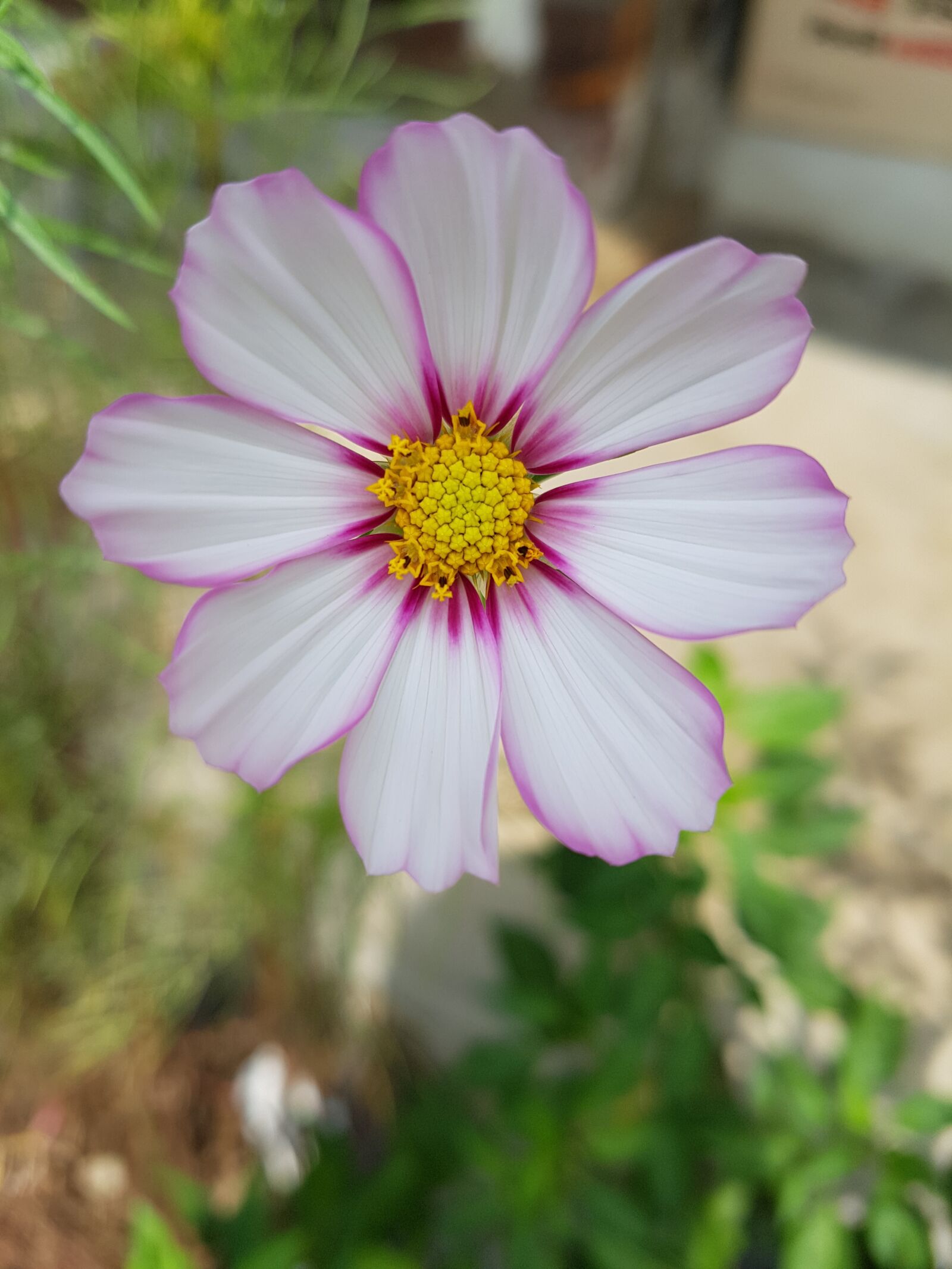 Samsung Galaxy S7 Edge sample photo. Cosmos, autumn, petal photography