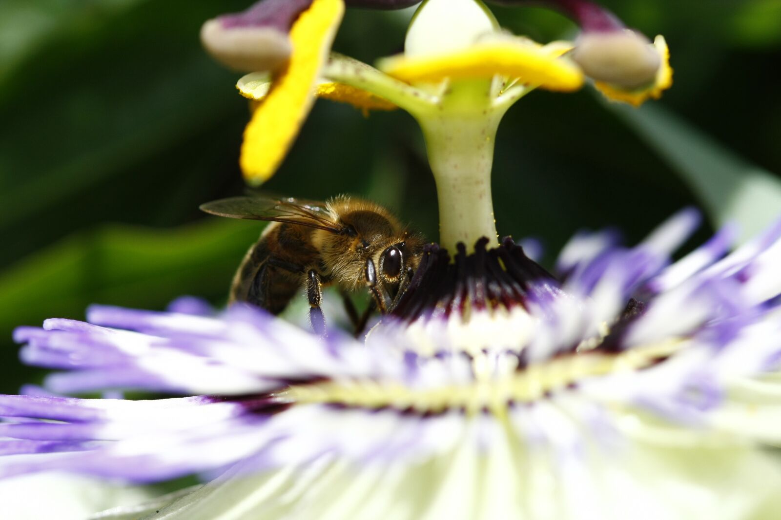 Canon EOS 40D sample photo. Bee, polin, flower photography