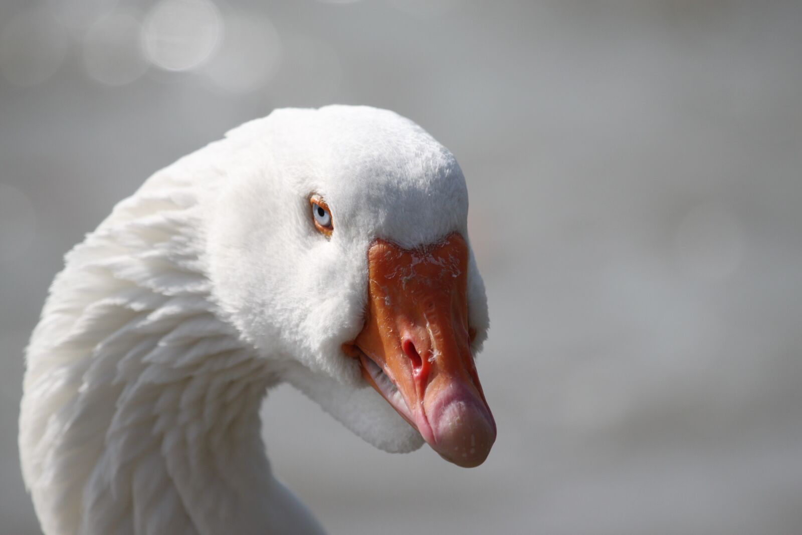 Canon EOS 500D (EOS Rebel T1i / EOS Kiss X3) sample photo. Goose, white, lighting photography