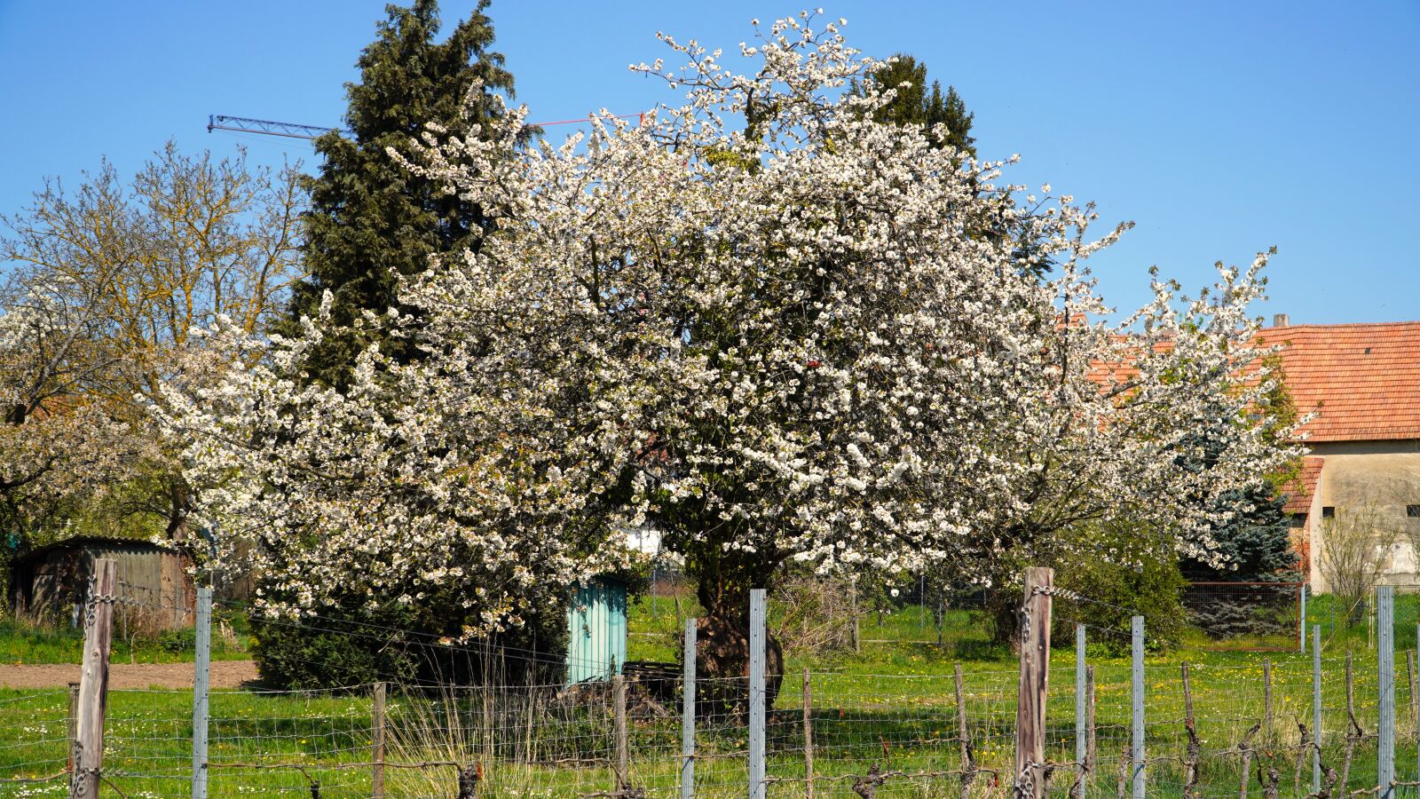 Sony E PZ 18-105mm F4 G OSS sample photo. Tree, blossom, bloom photography