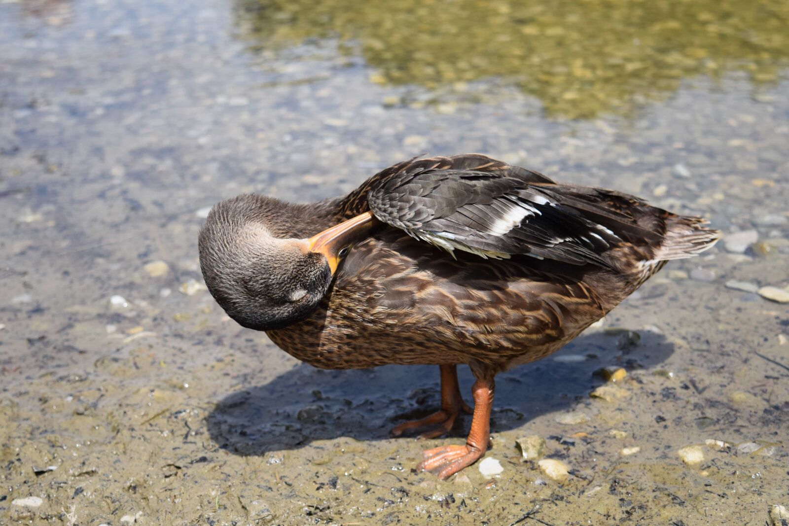 Nikon D3300 sample photo. Animal, bird, nature, water photography