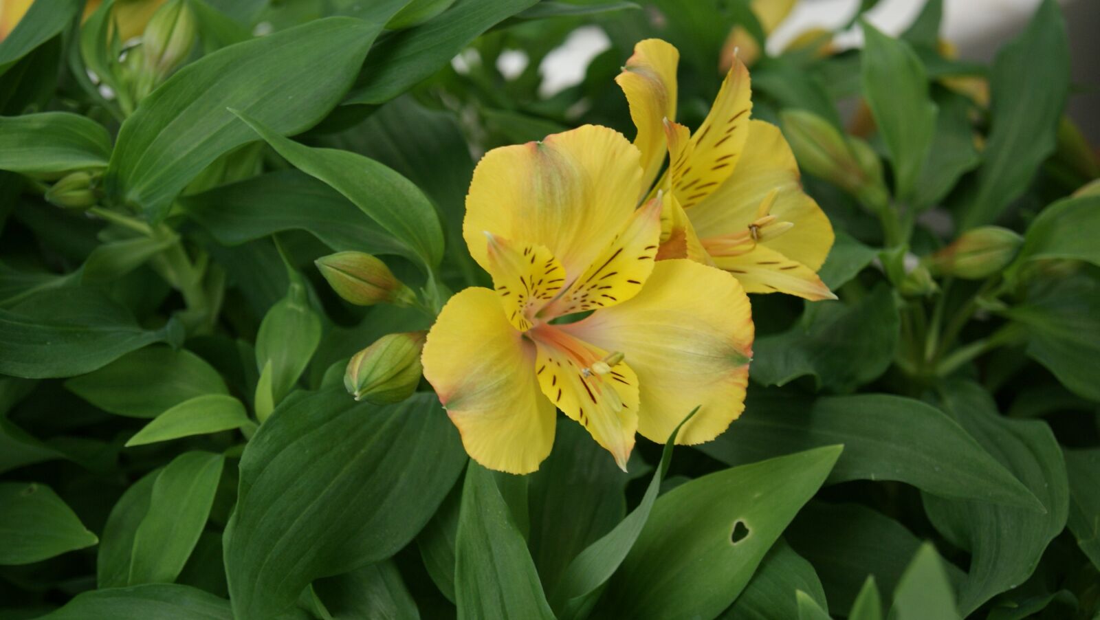 Sony Alpha DSLR-A230 sample photo. Lily, yellow, oranienburg photography