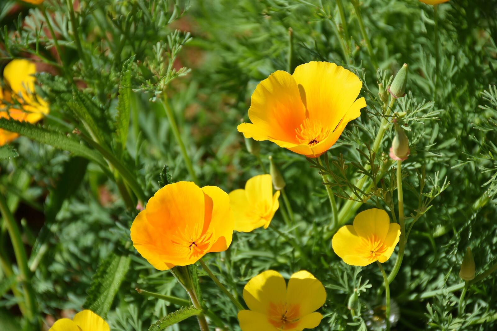 Nikon D7200 sample photo. Iceland poppy, poppy, yellow photography