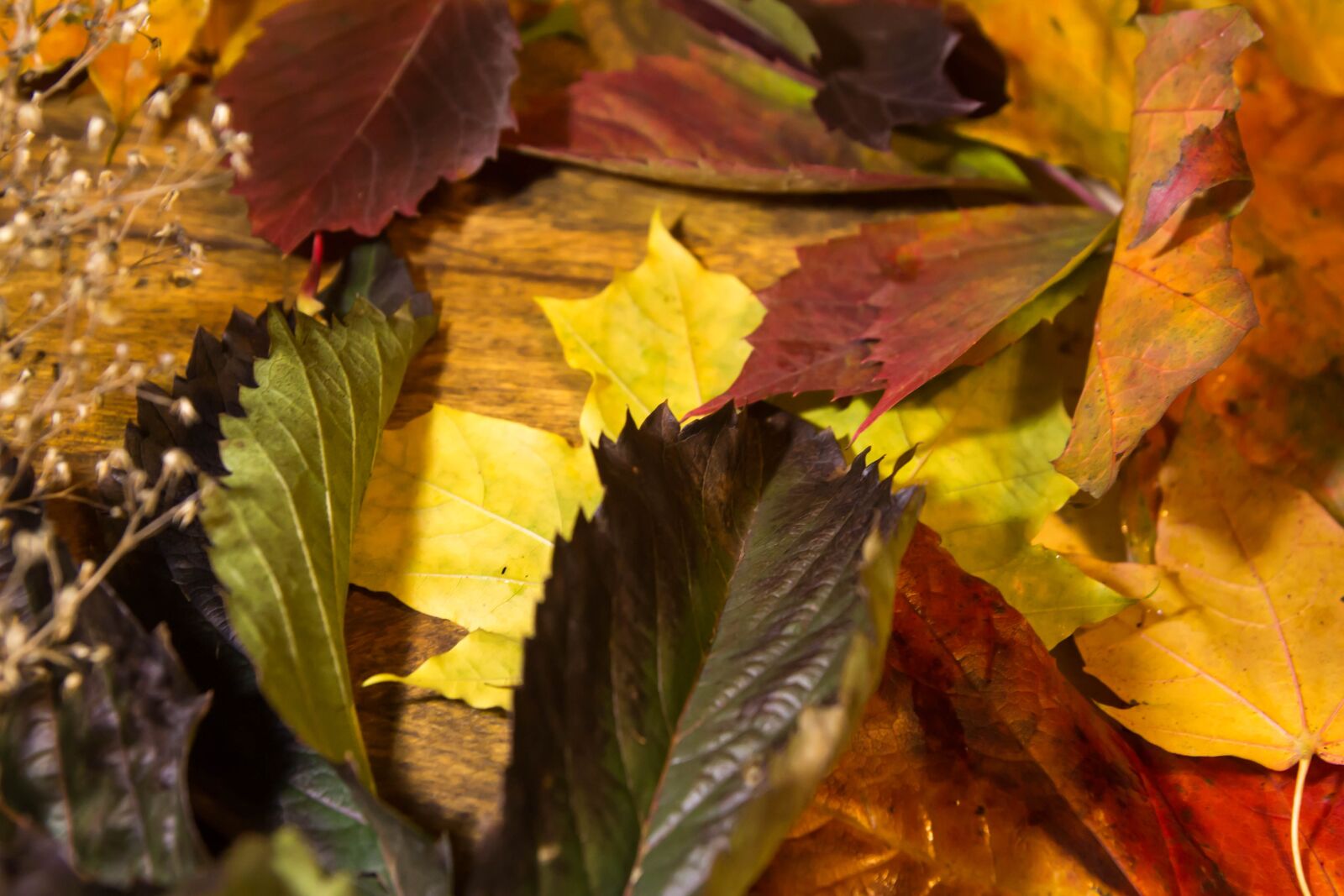 Tamron SP AF 17-50mm F2.8 XR Di II LD Aspherical (IF) sample photo. Autumn, leaves, foliage photography