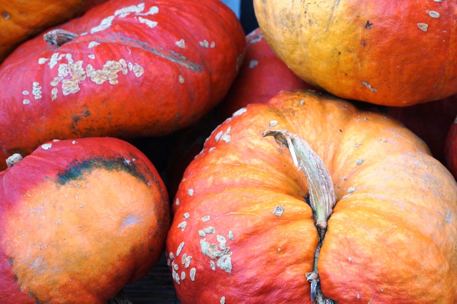 Sony SLT-A58 sample photo. Pumpkin, autumn, gourd photography
