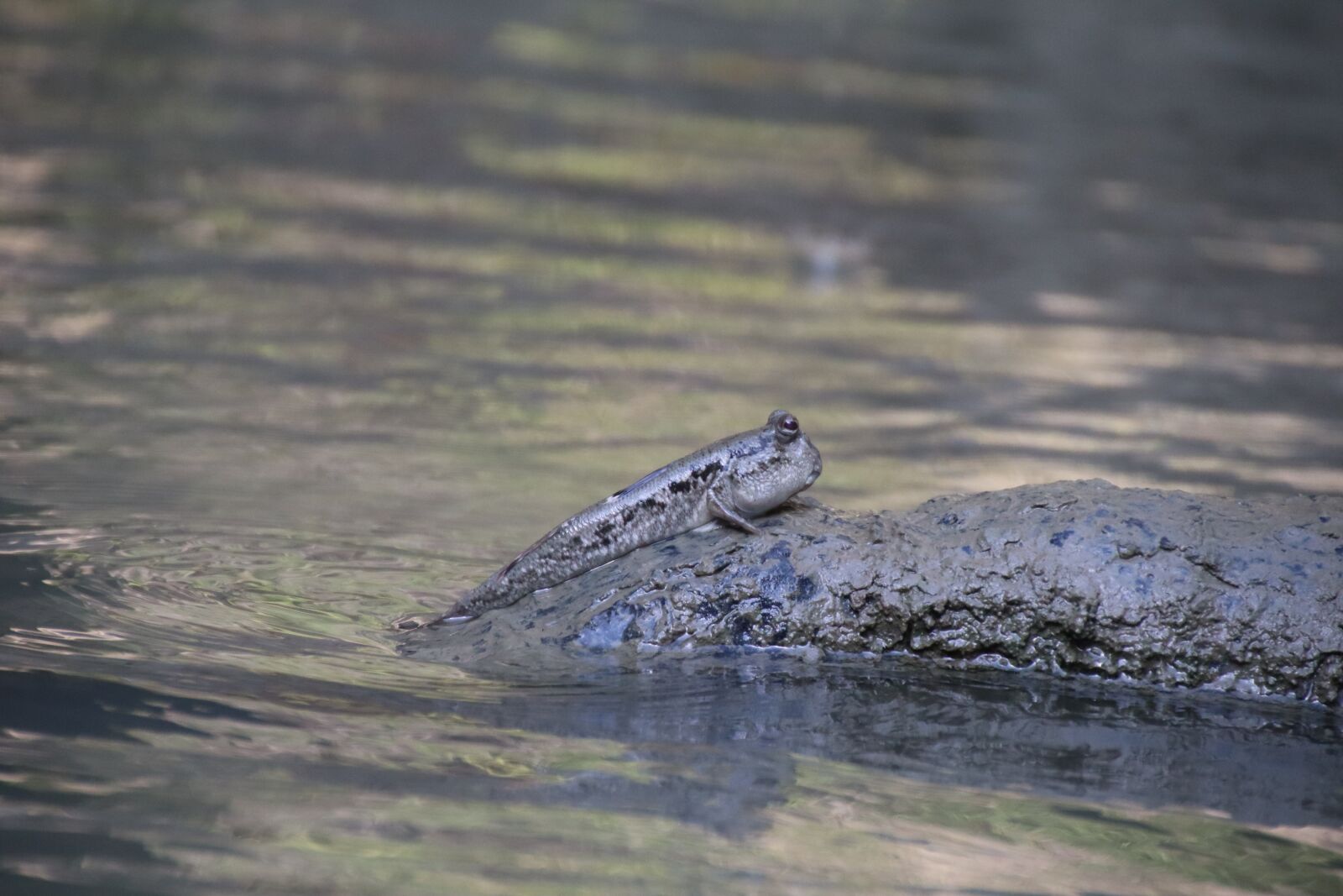 Canon EOS M50 (EOS Kiss M) sample photo. Mudskipper, fish, nature photography