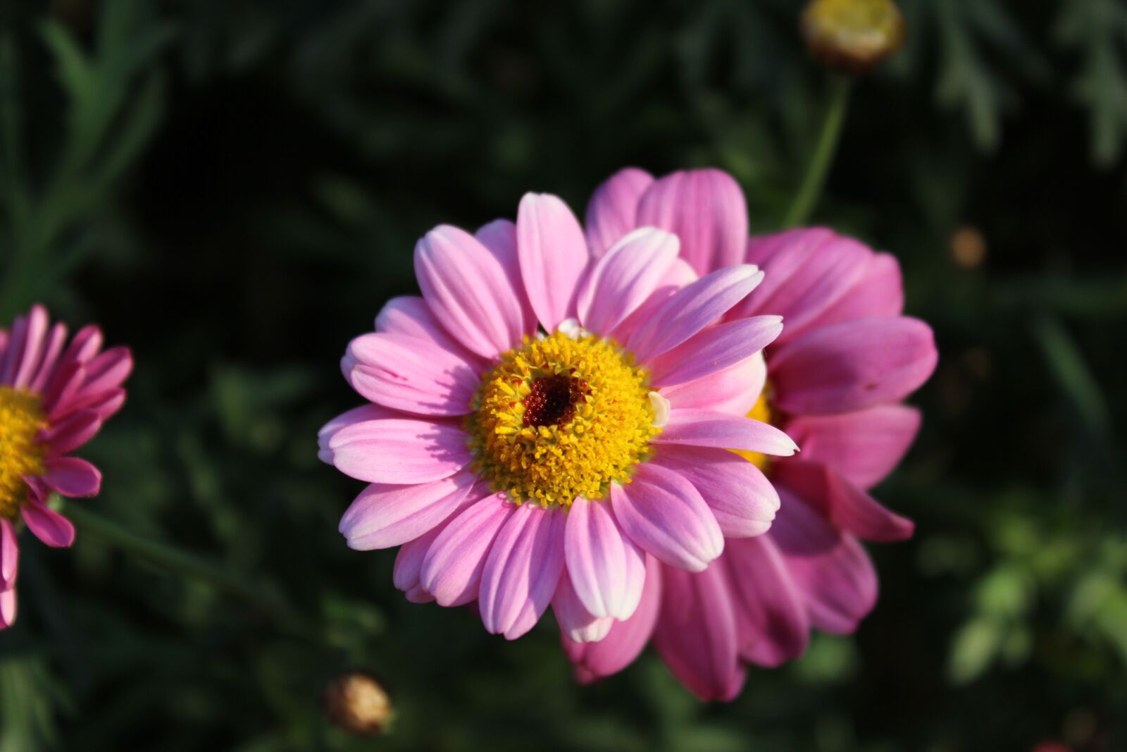 Canon EOS 600D (Rebel EOS T3i / EOS Kiss X5) sample photo. Echinacea, flower, medicinal photography