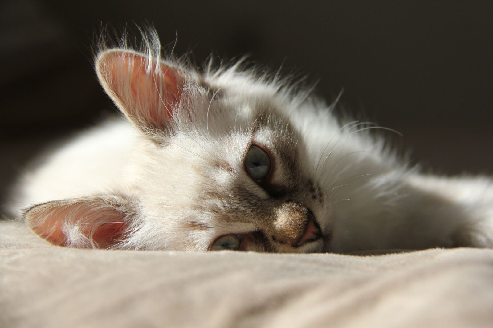 Canon EOS 550D (EOS Rebel T2i / EOS Kiss X4) sample photo. Animals, cat, nature photography