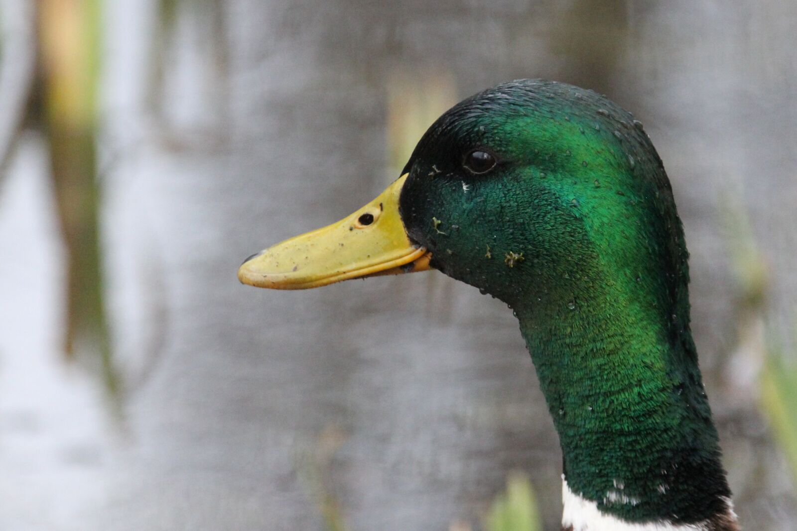 Canon EOS 550D (EOS Rebel T2i / EOS Kiss X4) sample photo. Water bird, drake, water photography