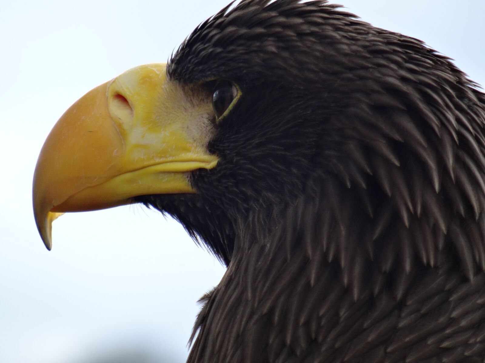 Sony DSC-HX50 sample photo. Eagle, bird of prey photography