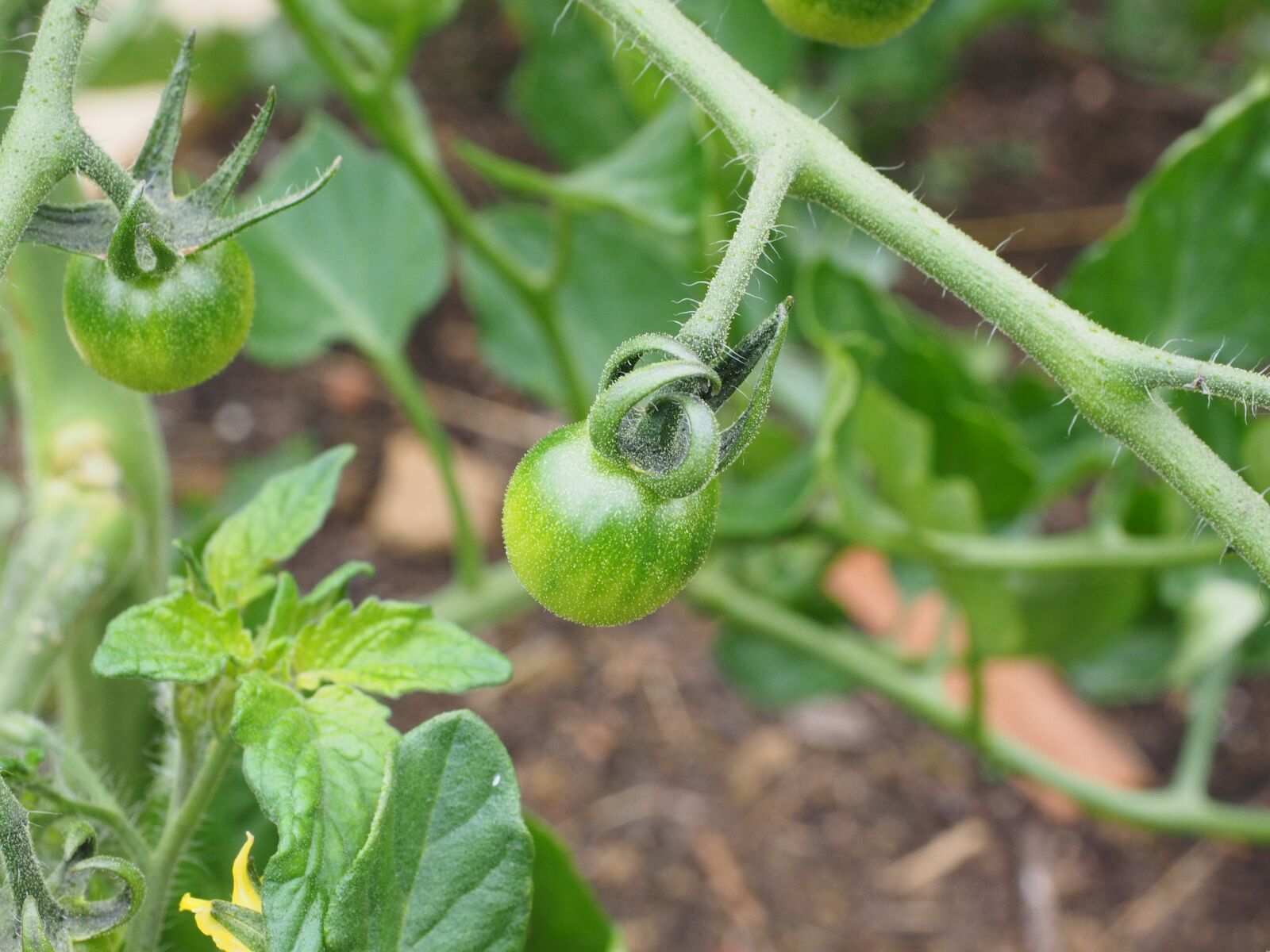 Olympus OM-D E-M1 + Olympus M.Zuiko Digital ED 12-40mm F2.8 Pro sample photo. Tomato, fruit, immature photography