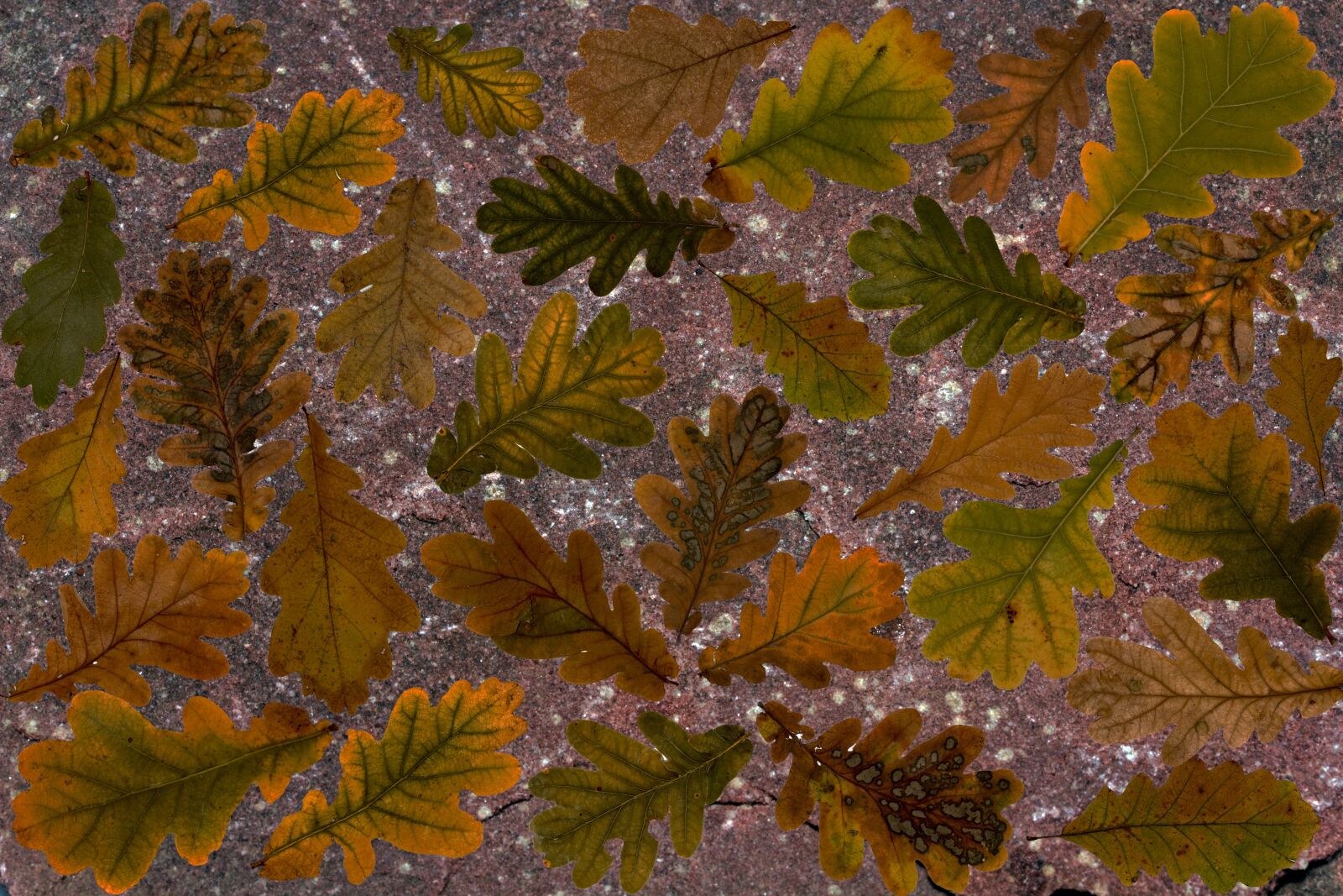 Canon EF-S 60mm F2.8 Macro USM sample photo. Leaves, true leaves, boxer photography