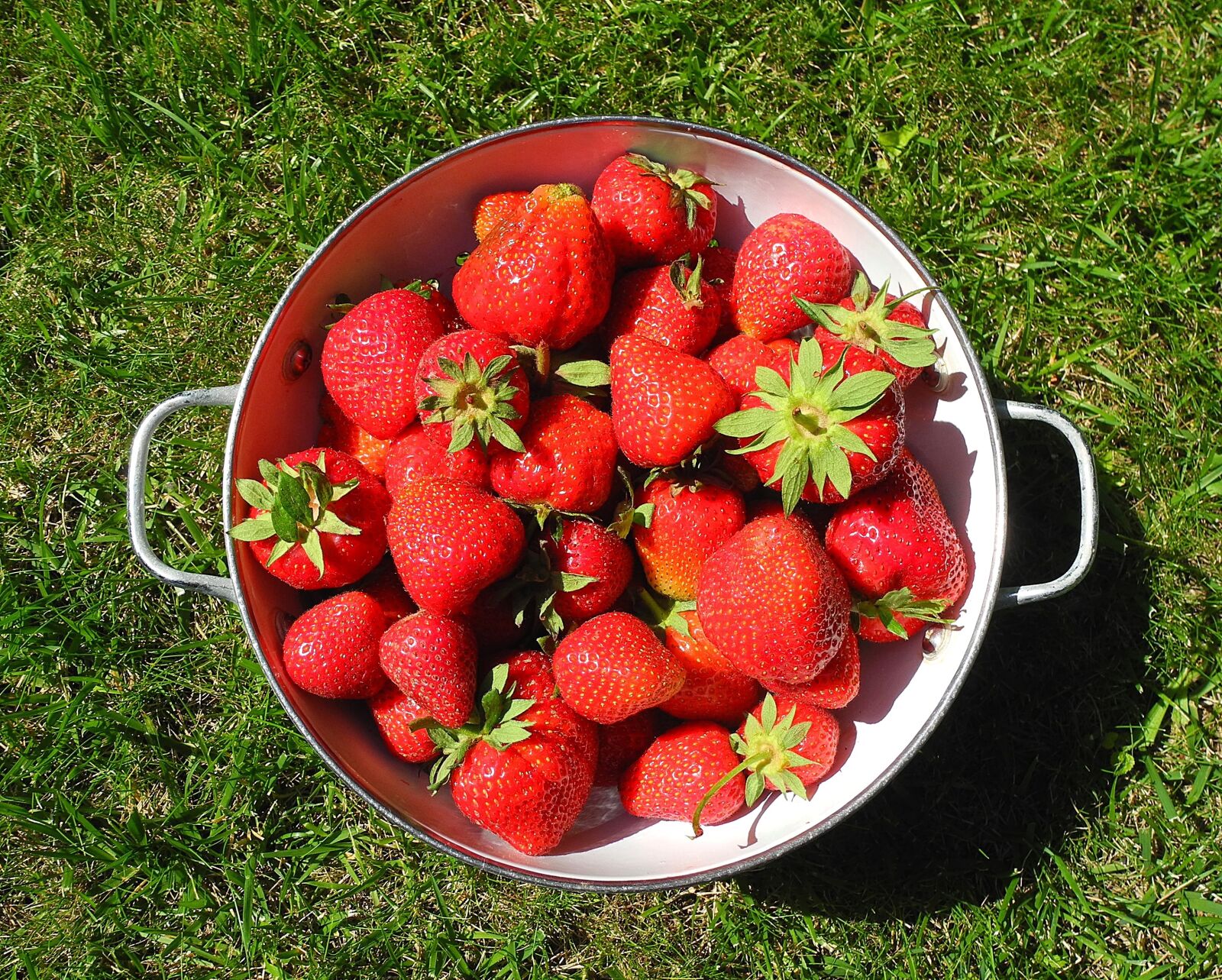 Nikon Coolpix P7000 sample photo. Strawberry, fruit, bio photography