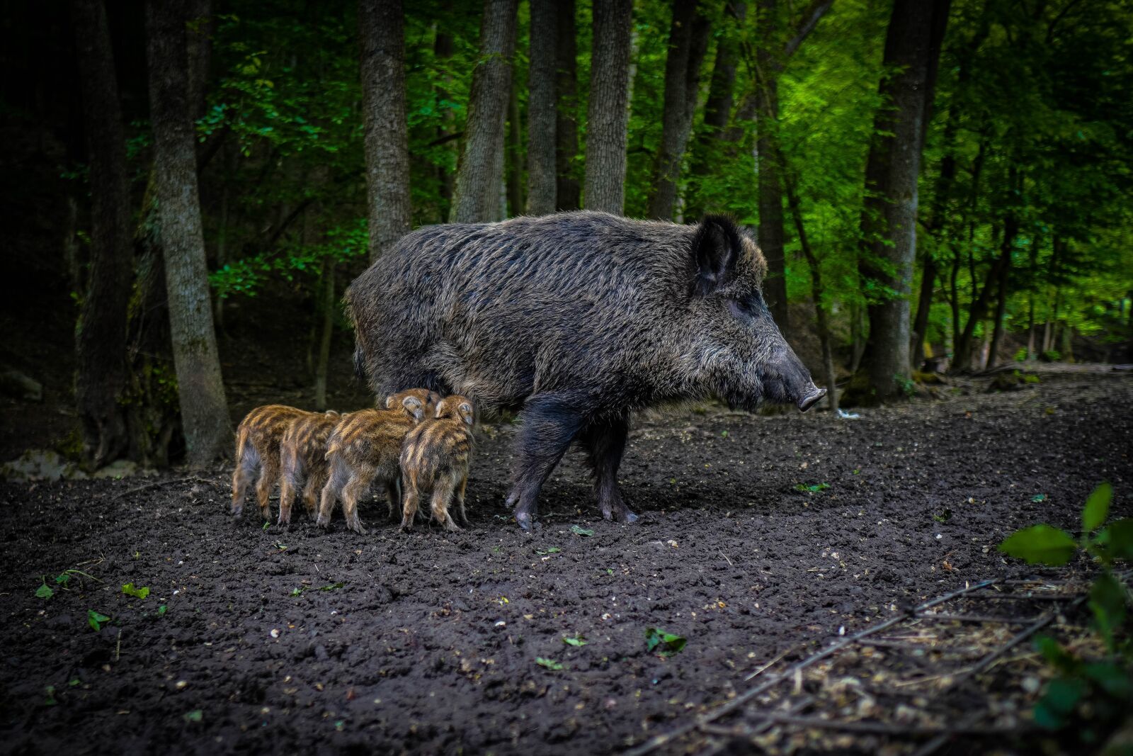 Sony a6400 + Sigma 16mm F1.4 DC DN | C sample photo. Wild boar, pig, sows photography