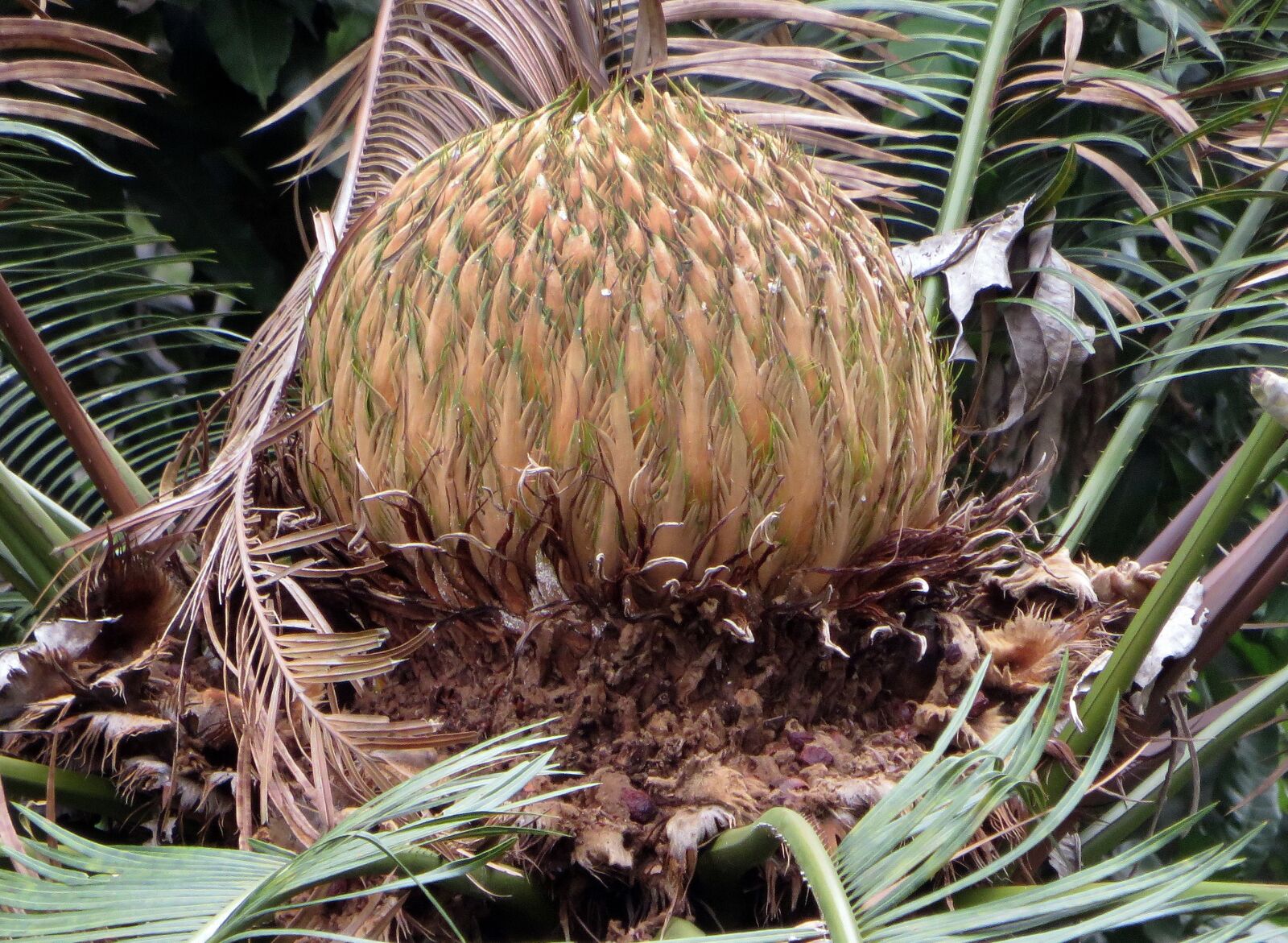 Canon PowerShot SX270 HS sample photo. Cycas, cycadaceae, sago from photography
