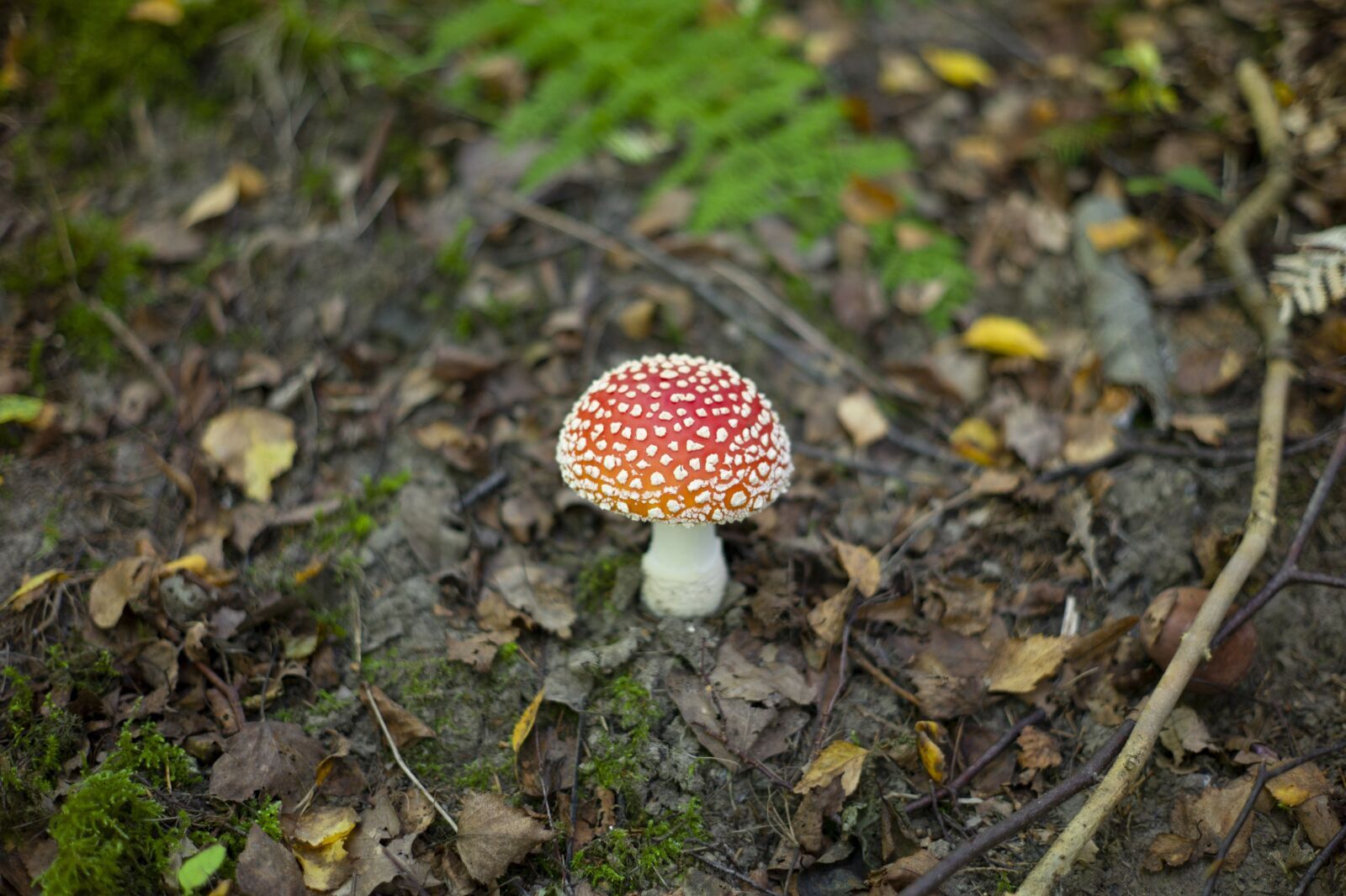 Leica M9 sample photo. Mushroom, fly agaric, autumn photography