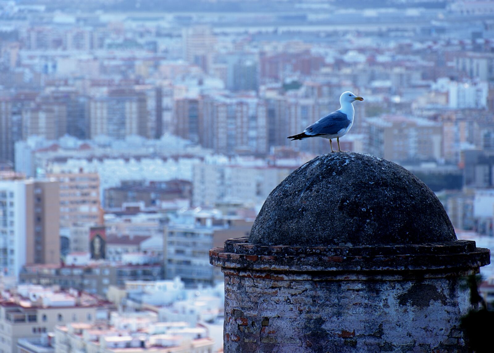 Fujifilm X-A2 + Fujifilm XC 50-230mm F4.5-6.7 OIS II sample photo. Bird, animal, wild photography