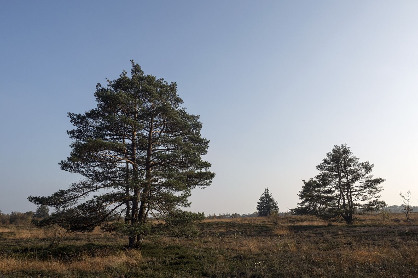 Olympus OM-D E-M5 II + Olympus M.Zuiko Digital ED 12-40mm F2.8 Pro sample photo. Heide, heathland, erika photography