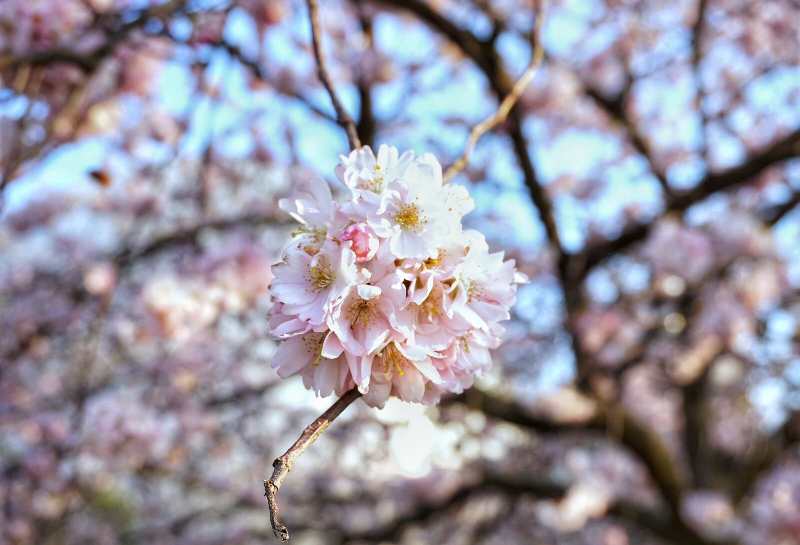Sony a6000 sample photo. Blossom, bloom, tree photography