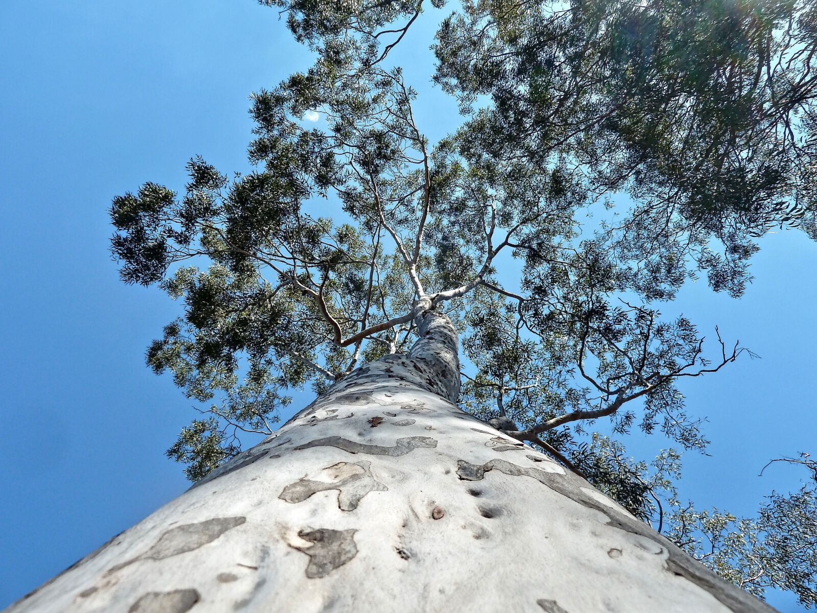 Panasonic Lumix DMC-ZS7 (Lumix DMC-TZ10) sample photo. Trunk, perspective, tree photography