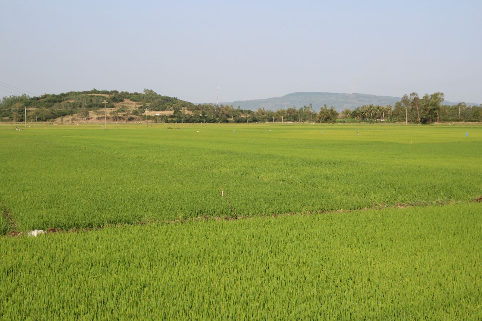 Canon EOS 1300D (EOS Rebel T6 / EOS Kiss X80) sample photo. Vietnam, asia, field photography