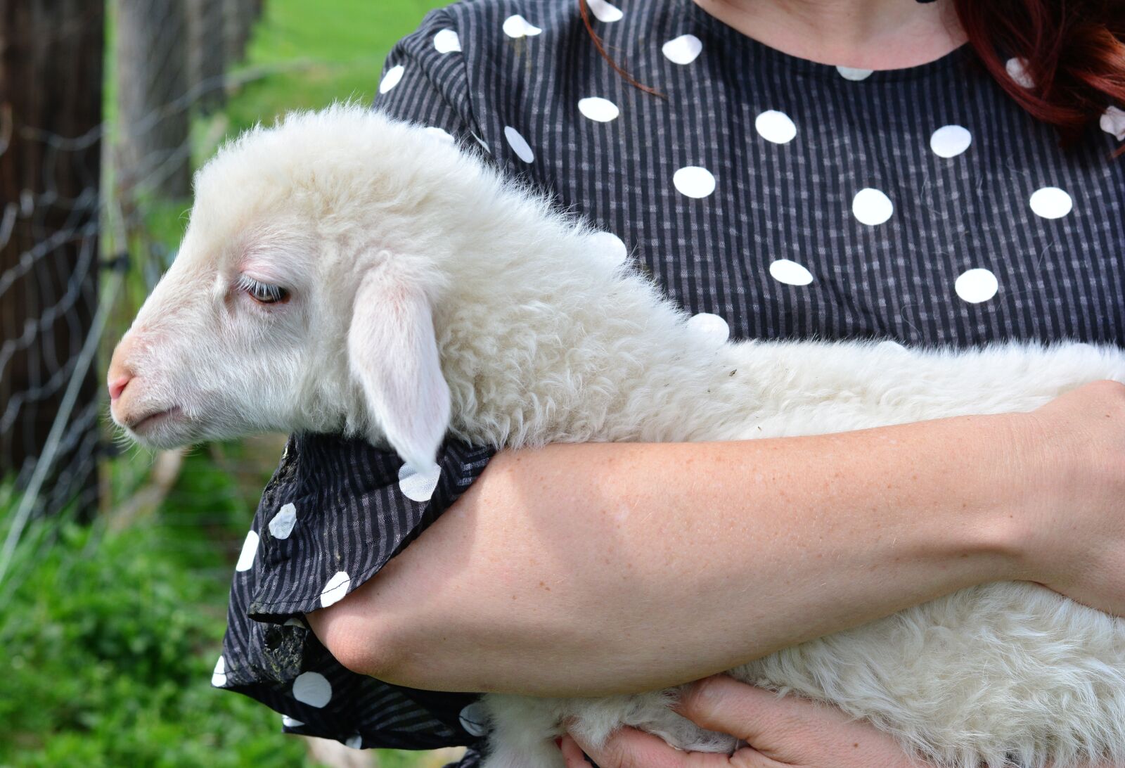 Nikon D5200 sample photo. Sheep, lamb, young animal photography