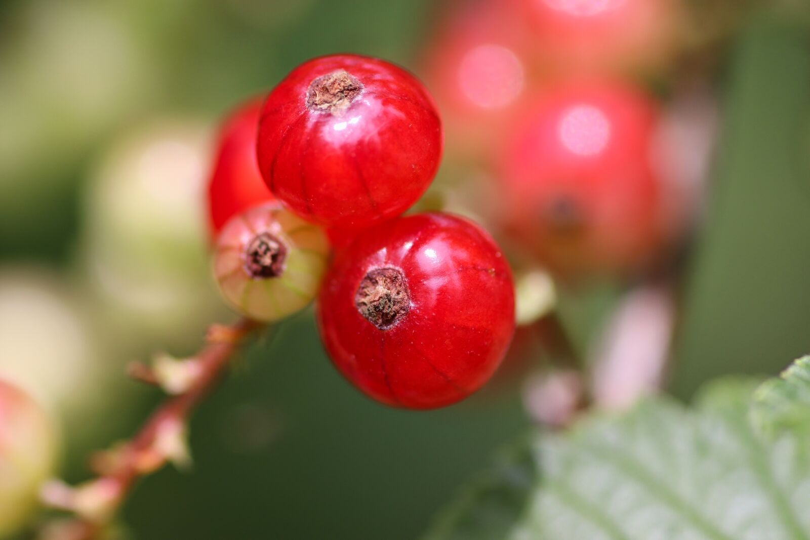 Tamron SP 90mm F2.8 Di VC USD 1:1 Macro sample photo. Currant, red, berries photography