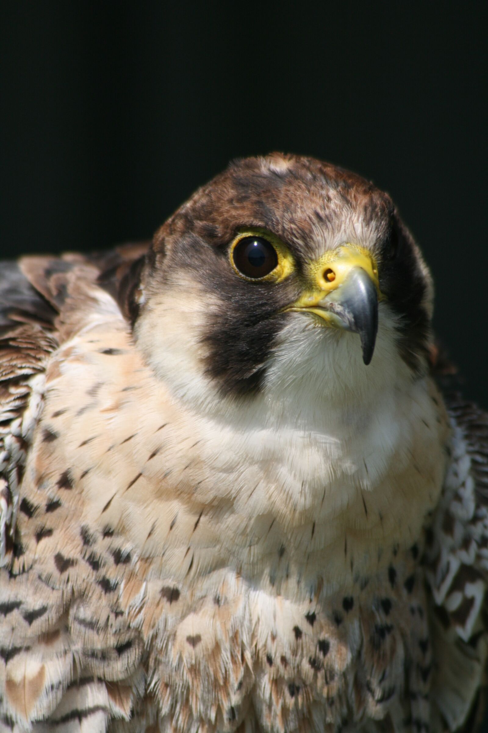 Canon EOS 400D (EOS Digital Rebel XTi / EOS Kiss Digital X) sample photo. Bird of prey bird photography