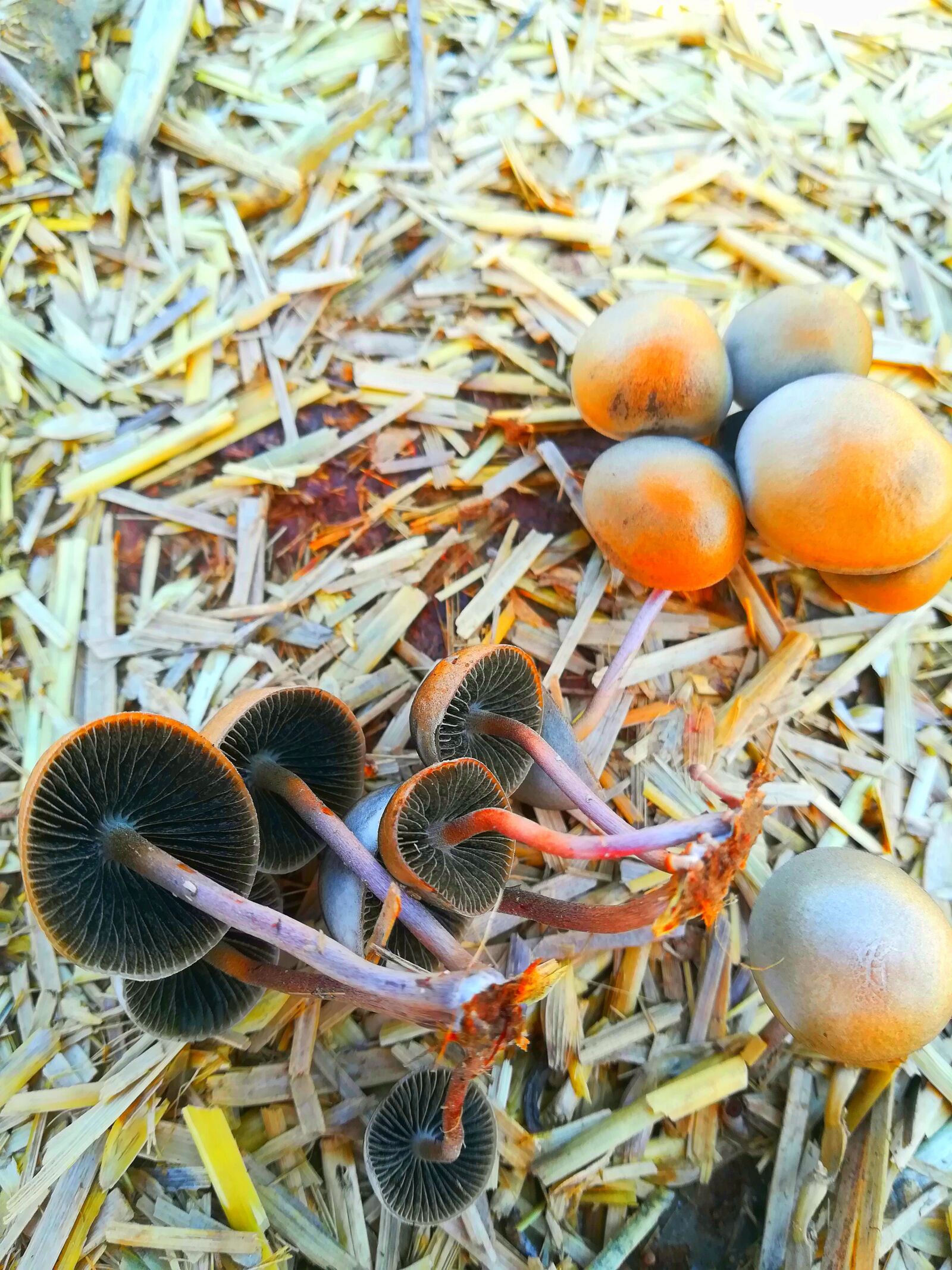 HUAWEI P10 lite sample photo. Mushrooms, fungi, soil photography