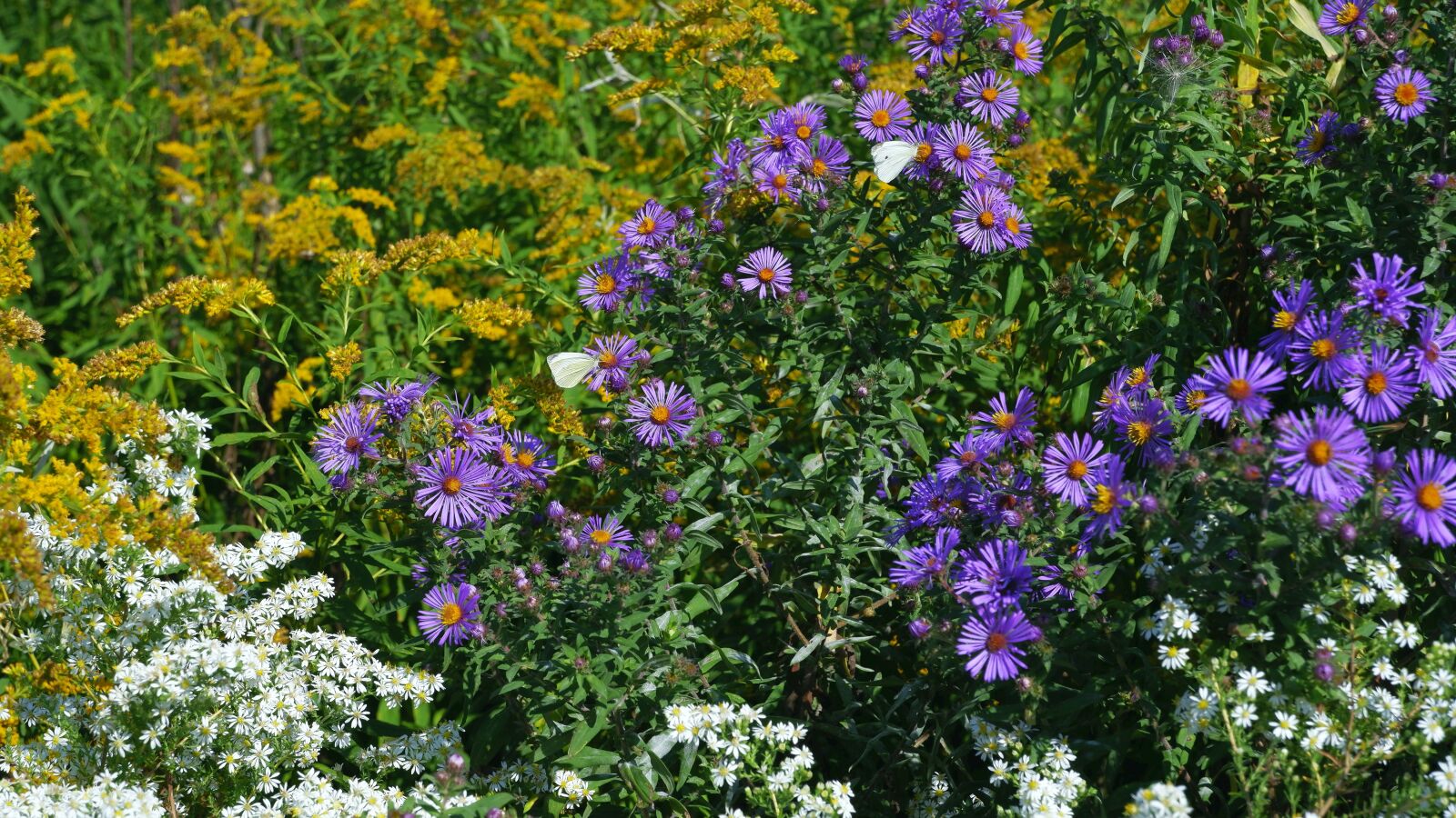 Fujifilm X-A5 sample photo. Flowers, the beasts of photography