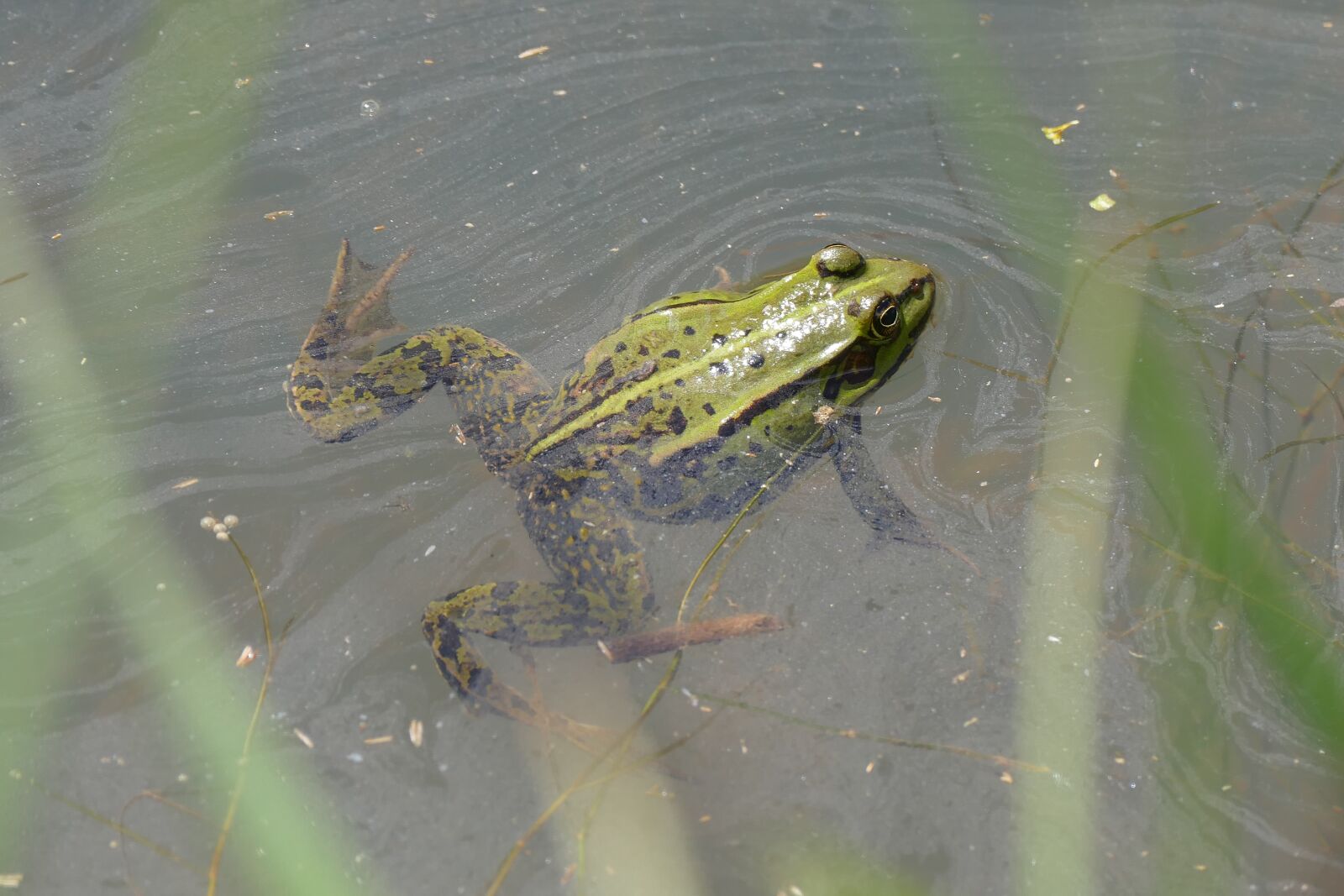 Panasonic Lumix DMC-FZ1000 sample photo. Green, frog, spawn photography