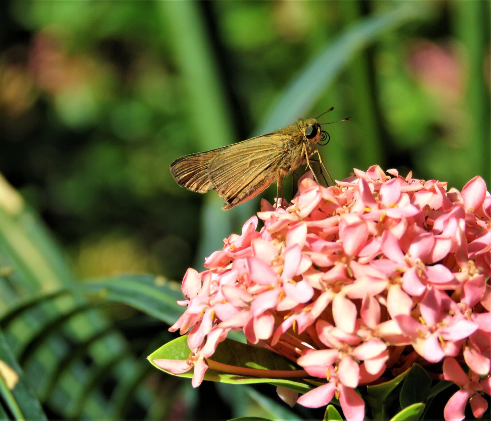 Canon PowerShot SX60 HS sample photo. Butterfly, big eyes, insect photography