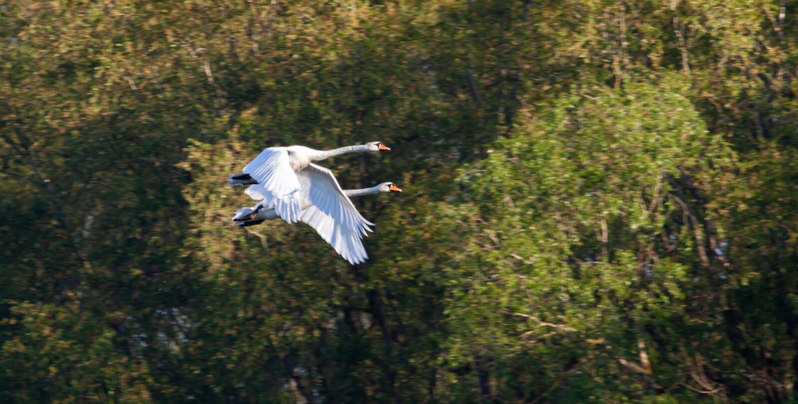 Canon EF 70-200mm F4L USM sample photo. Flying swans, swan, flying photography