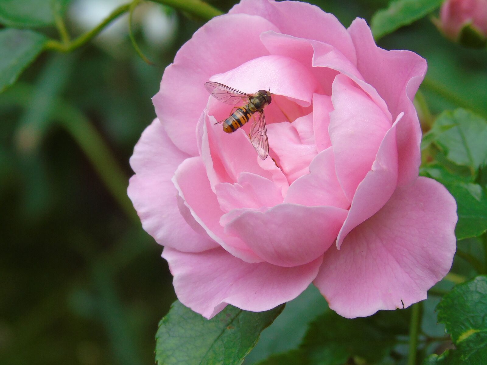 Sony Cyber-shot DSC-H400 sample photo. Rose, pink, fly photography