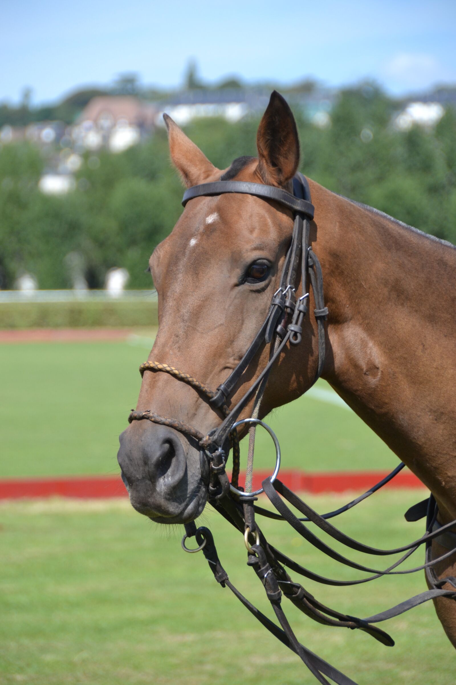 Nikon D3100 sample photo. Horse, sport, horseback riding photography