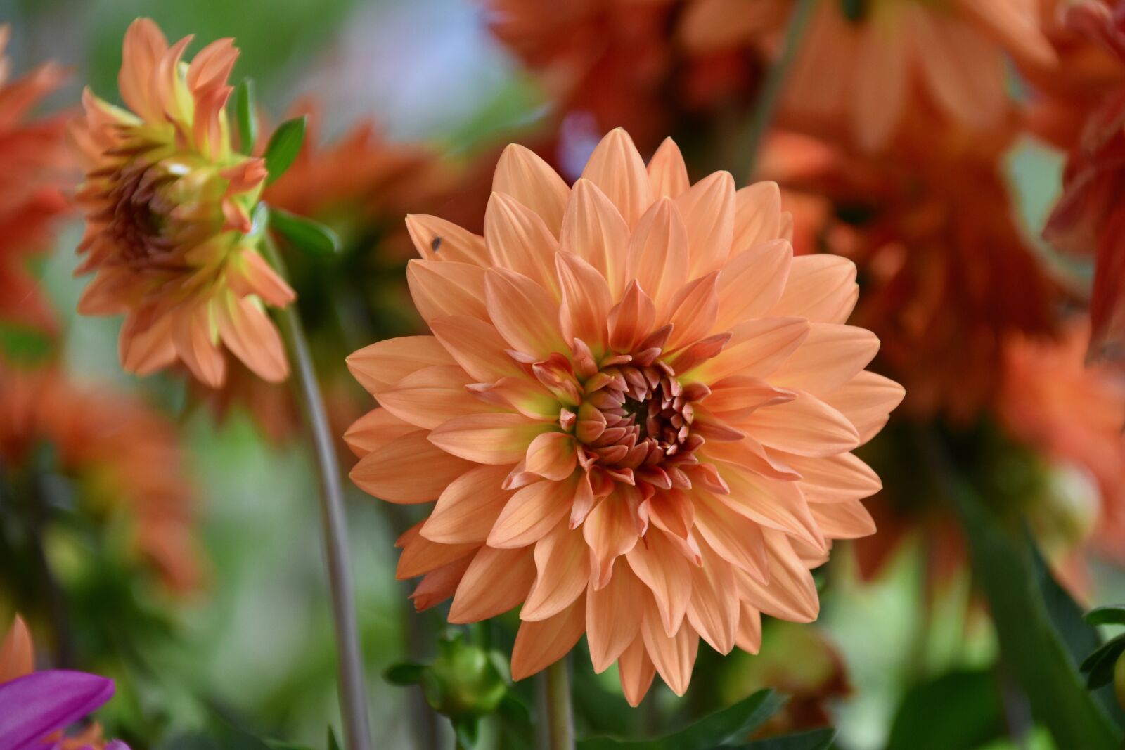 Nikon D5600 sample photo. Flower, flower of dahlia photography