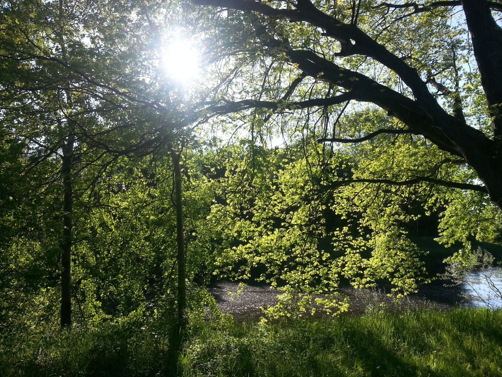 Samsung Galaxy S3 sample photo. Nature, sun, trees photography