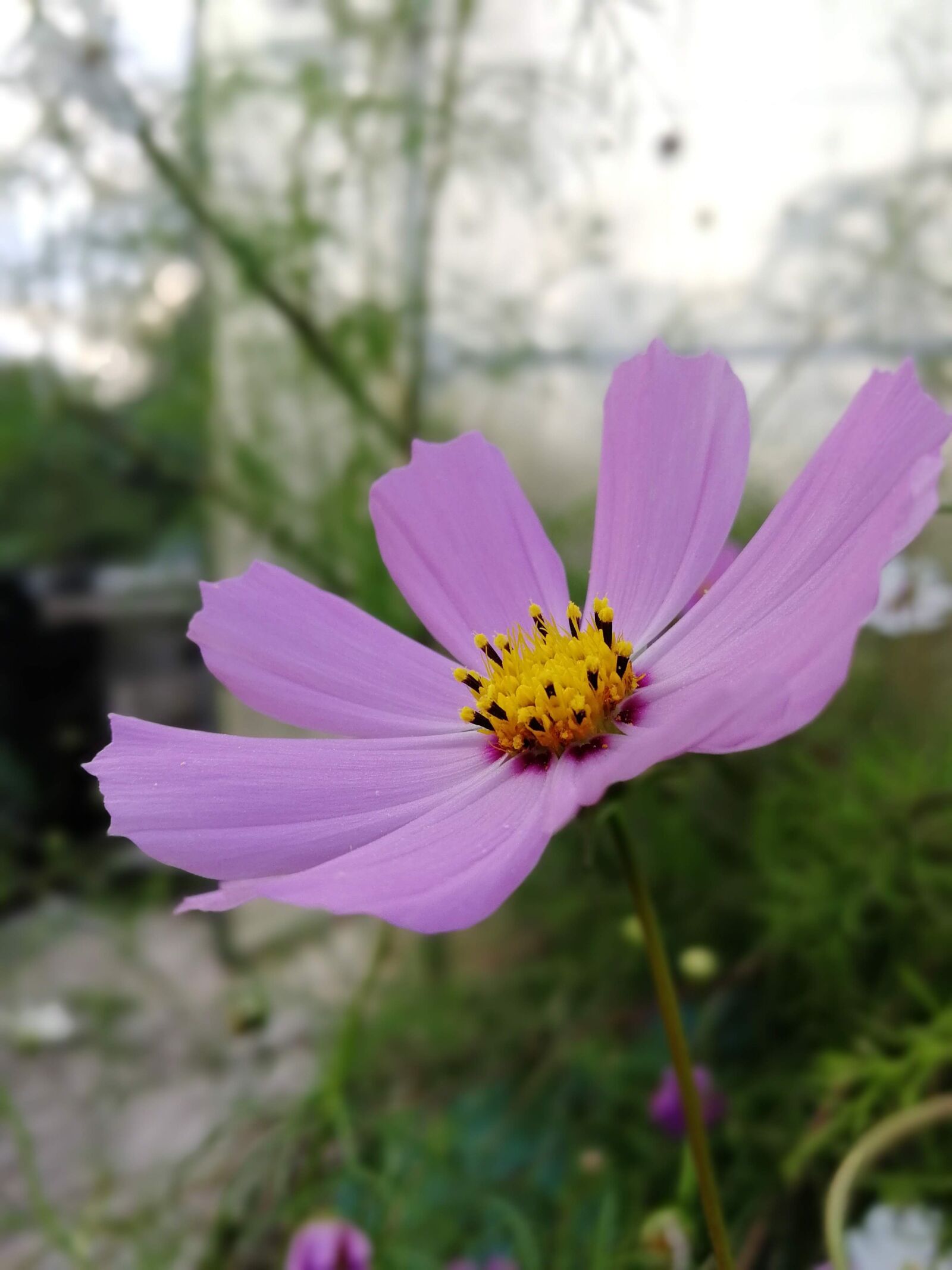 HUAWEI Honor 9 sample photo. Flower, evening, purple photography