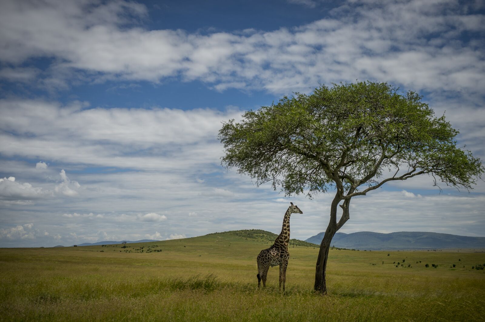 Nikon D4 sample photo. Safari, africa, giraffe photography
