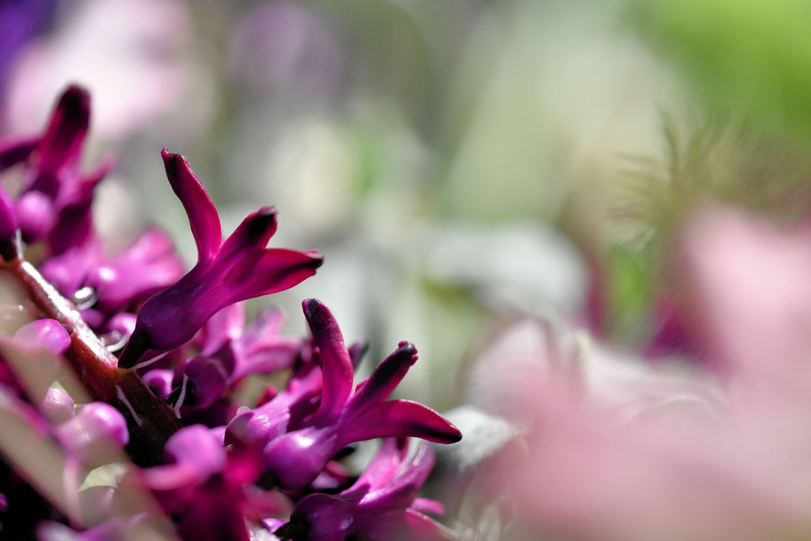 Nikon D500 sample photo. Purple, branch, macro photography