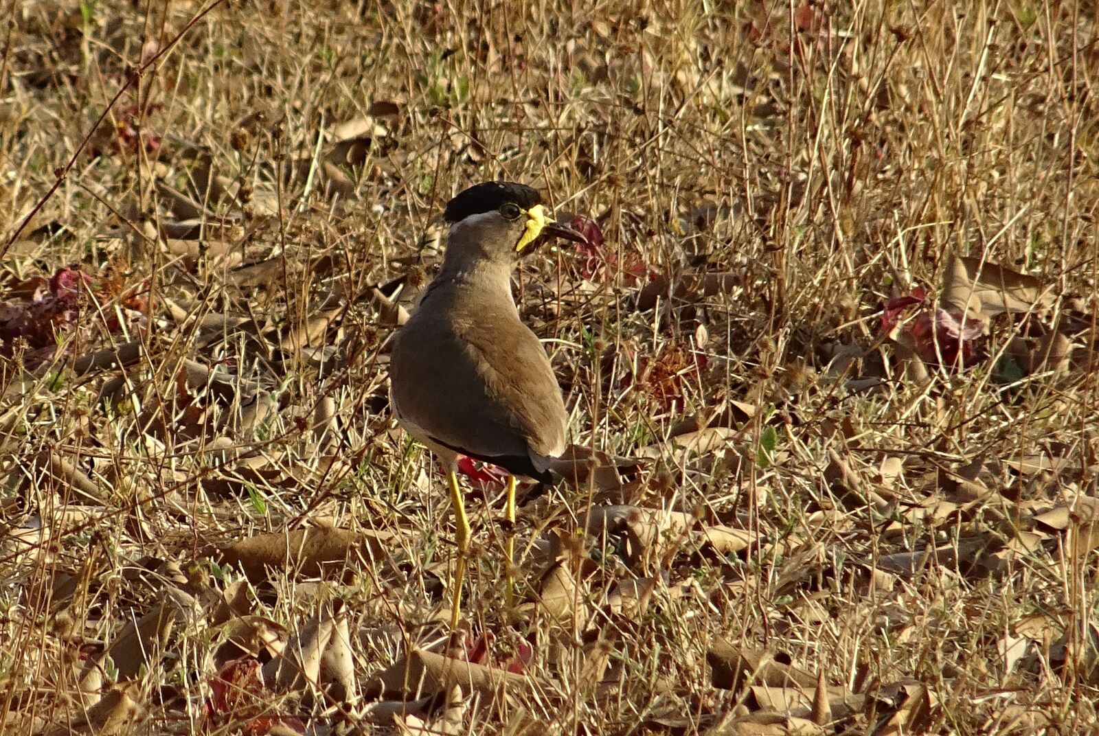 Sony DSC-HX60V sample photo. Bird, yellow-wattled lapwing, vanellus photography