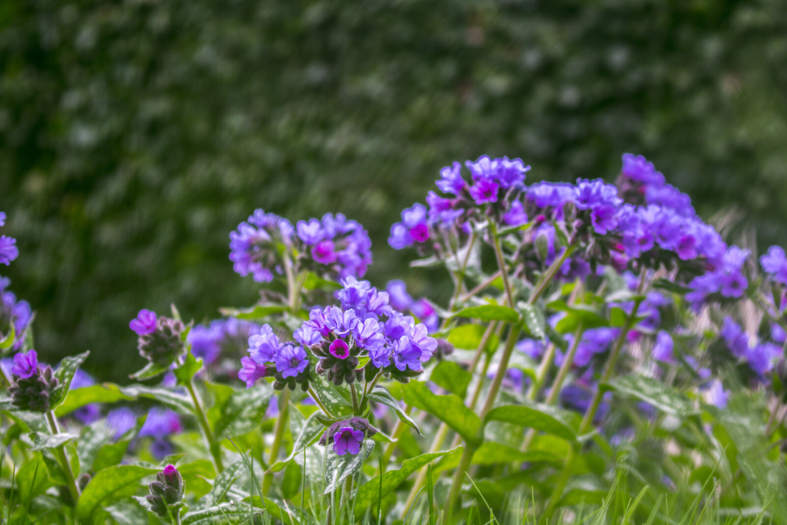 Canon EOS 750D (EOS Rebel T6i / EOS Kiss X8i) sample photo. Beautiful, beautiful, flowers, beauty photography