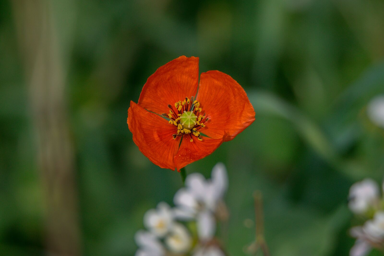 Nikon D5300 sample photo. Flower, nature, plant photography
