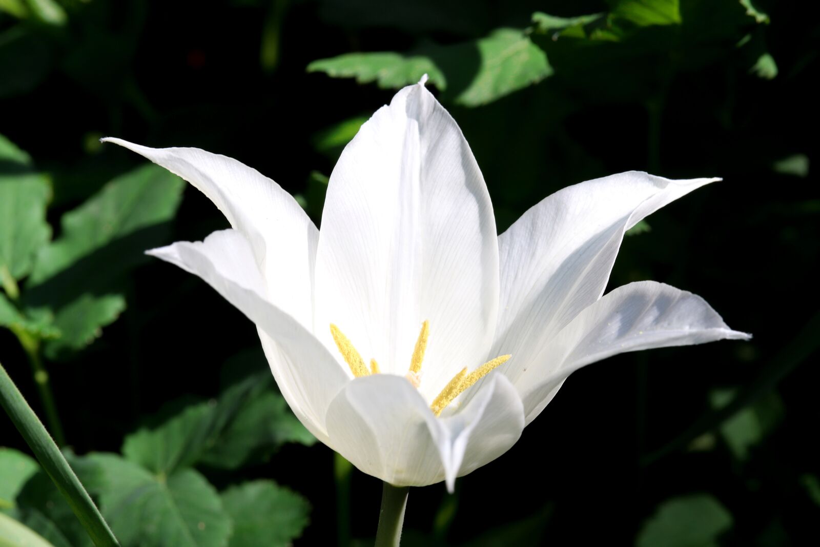 Canon EOS 200D (EOS Rebel SL2 / EOS Kiss X9) sample photo. Tulip, nature, plant photography