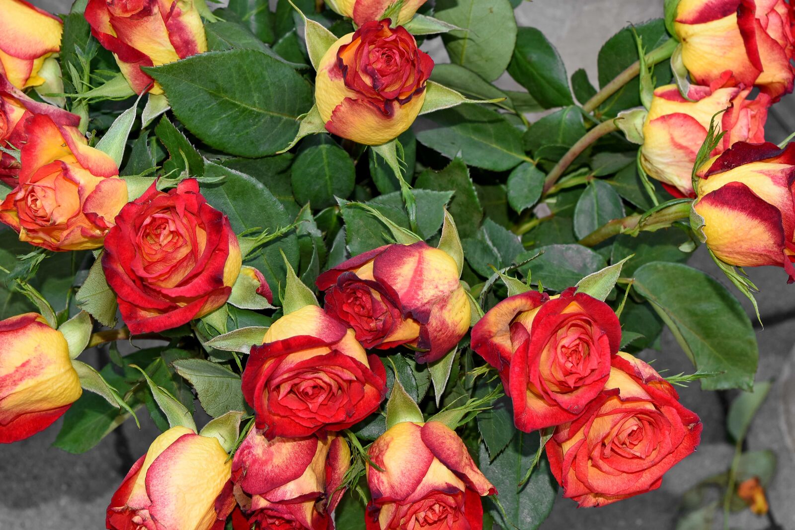 Nikon D5500 sample photo. Bouquet, rose, flower, love photography