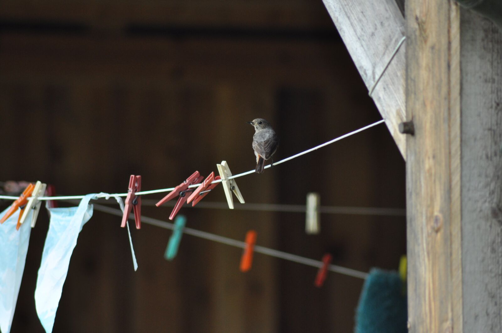 Nikon D5000 sample photo. Clothes line, bird, clamp photography
